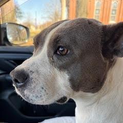 Ava, a Adoptable Pit Bull Terrier in Columbus, GA image 4/6