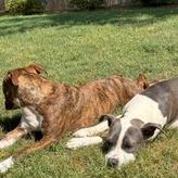 Ava, a Adoptable Pit Bull Terrier in Columbus, GA image 5/6