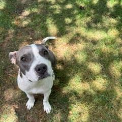 Ava, a Adoptable Pit Bull Terrier in Columbus, GA image 6/6