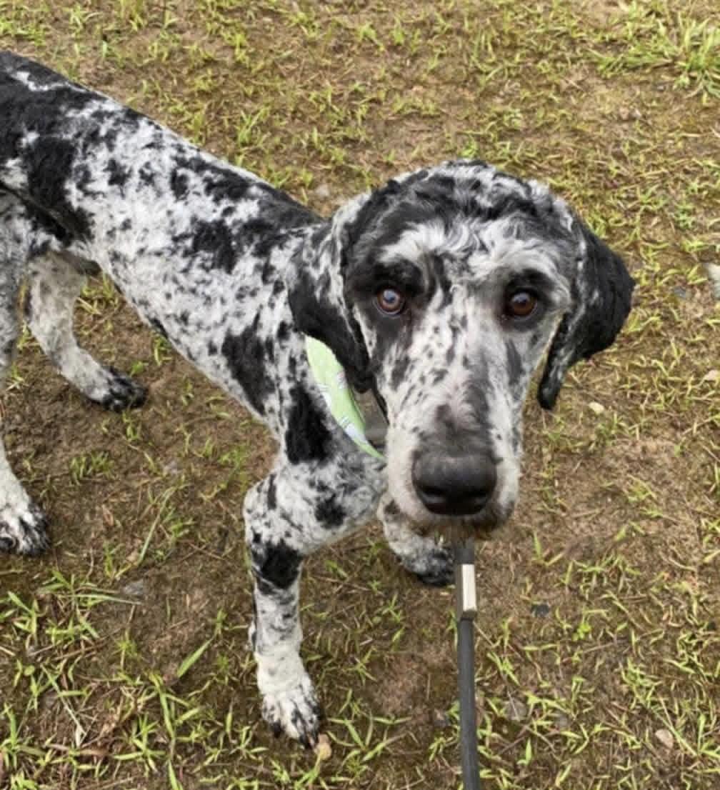 Willie, Adoptable, Adult Male Standard Poodle.