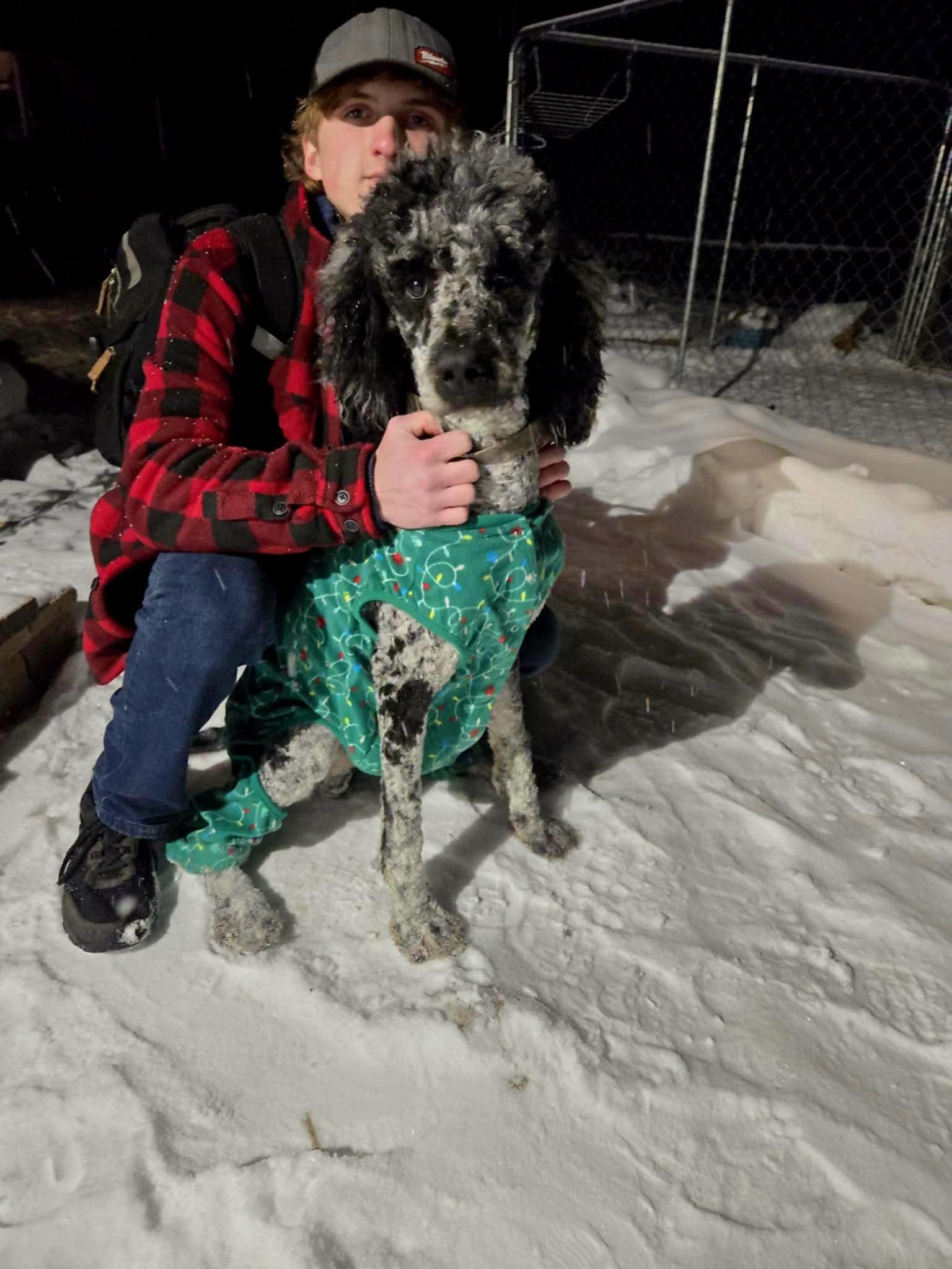 Willie, a Adoptable Standard Poodle in Etobicoke, ON image 2/3