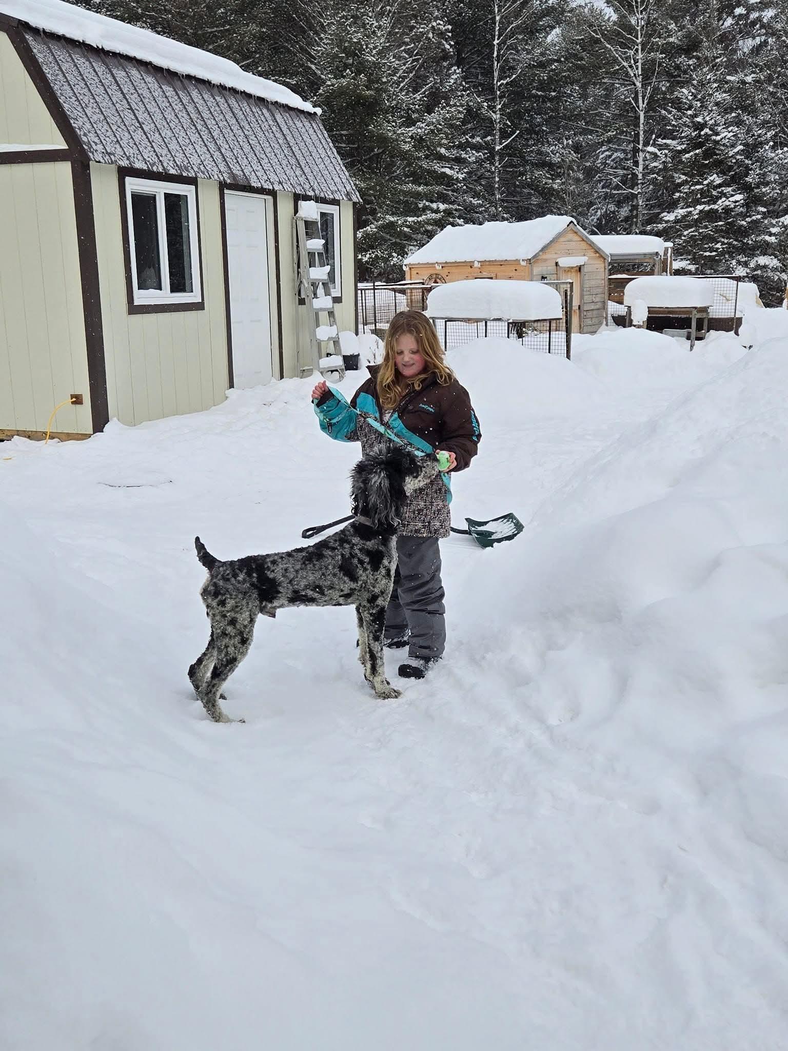 Willie, a Adoptable Standard Poodle in Etobicoke, ON image 3/3