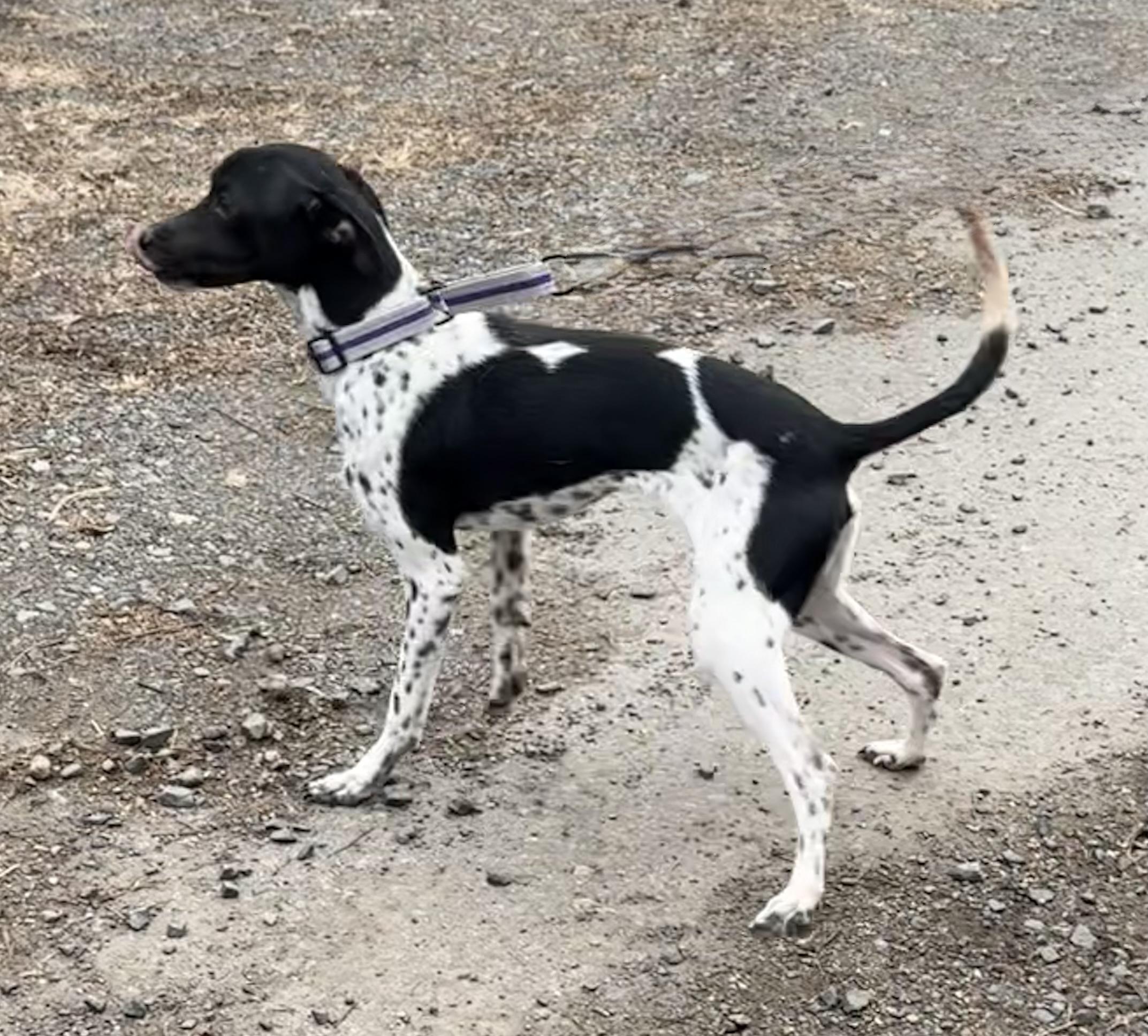 Sammy, a ADOPTABLE mixed breed in Wanaque, NJ image 1/4