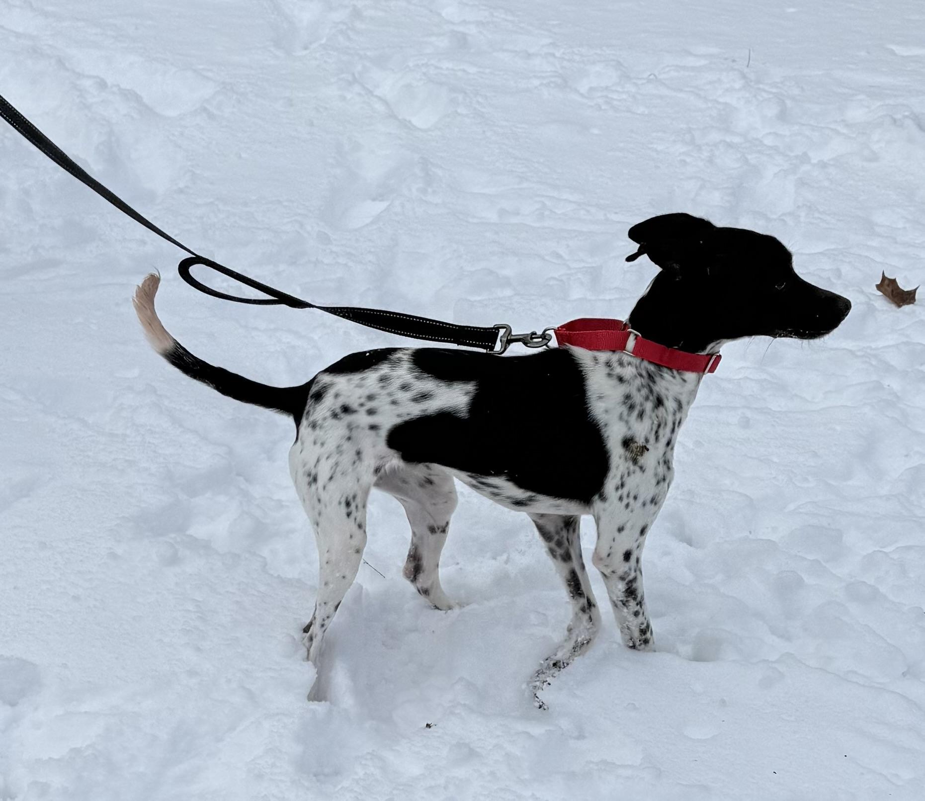 Sammy, a ADOPTABLE mixed breed in Wanaque, NJ image 3/4