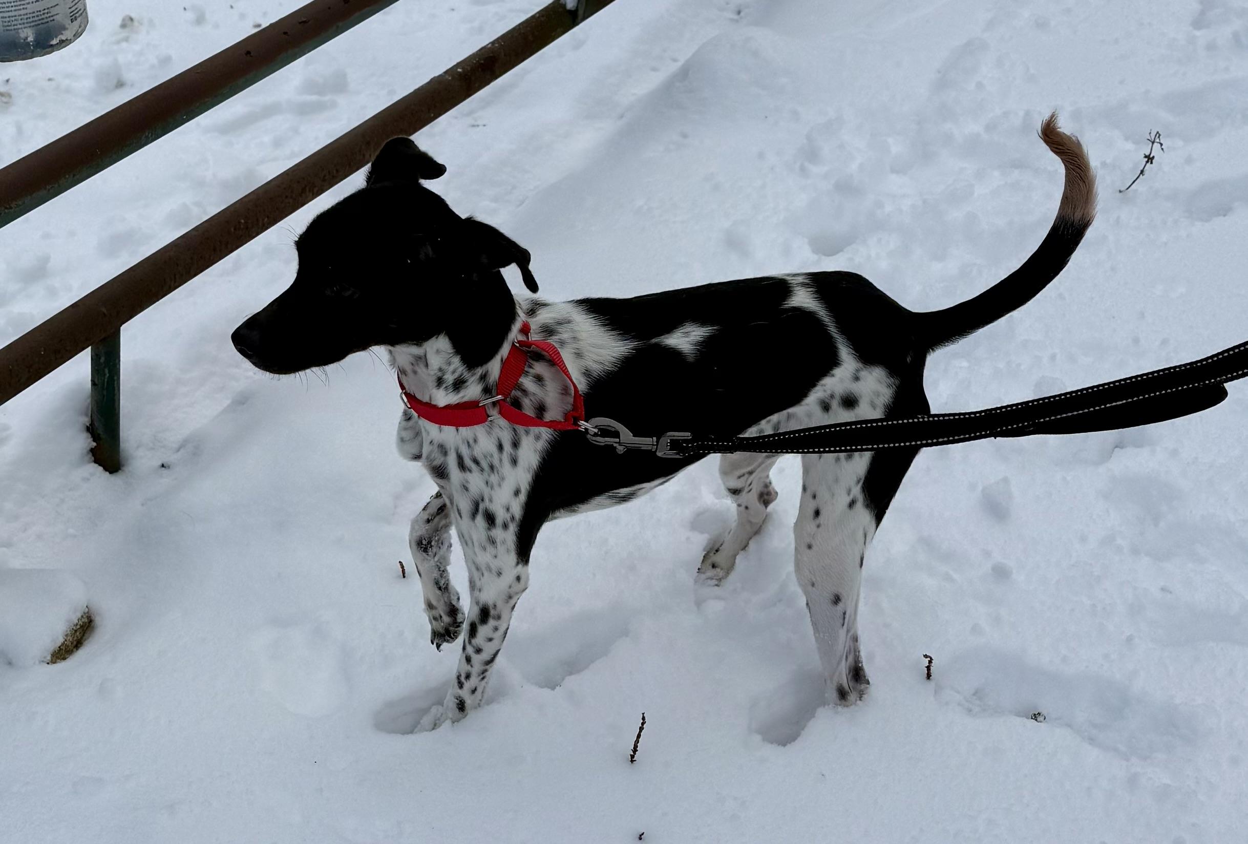 Sammy, a ADOPTABLE mixed breed in Wanaque, NJ image 4/4