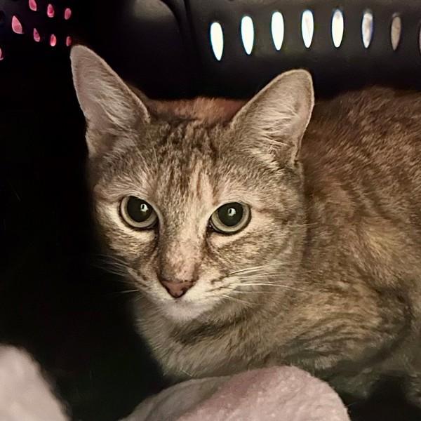 Enlarge Kitty Purry, a Adoptable mixed breed in Walnut Creek, CA image 1/2