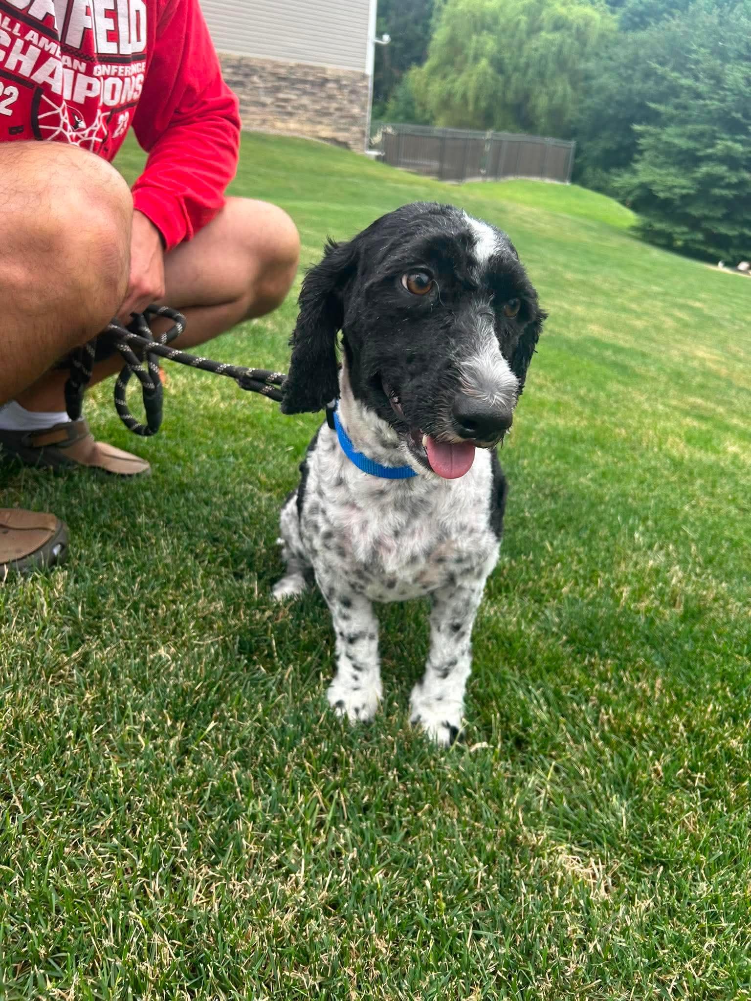 Lana, a Adoptable mixed breed in Boardman, OH image 5/5