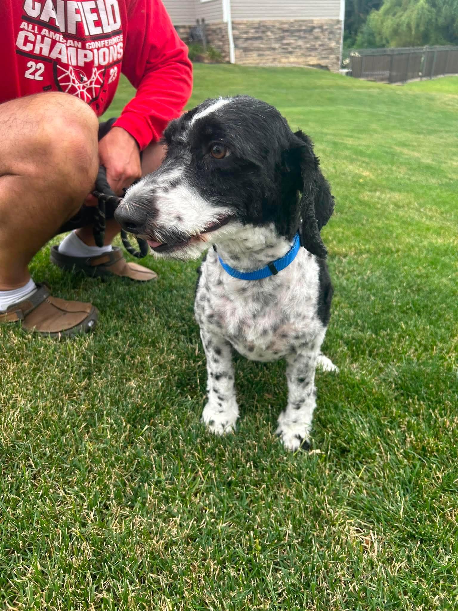Lana, a Adoptable mixed breed in Boardman, OH image 4/5