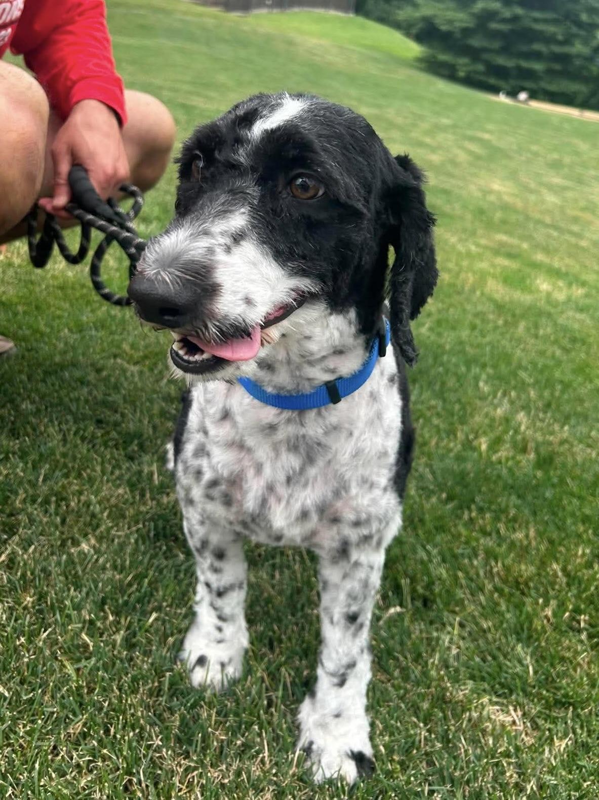 Lana, Adoptable, Adult Female Australian Shepherd & Poodle.