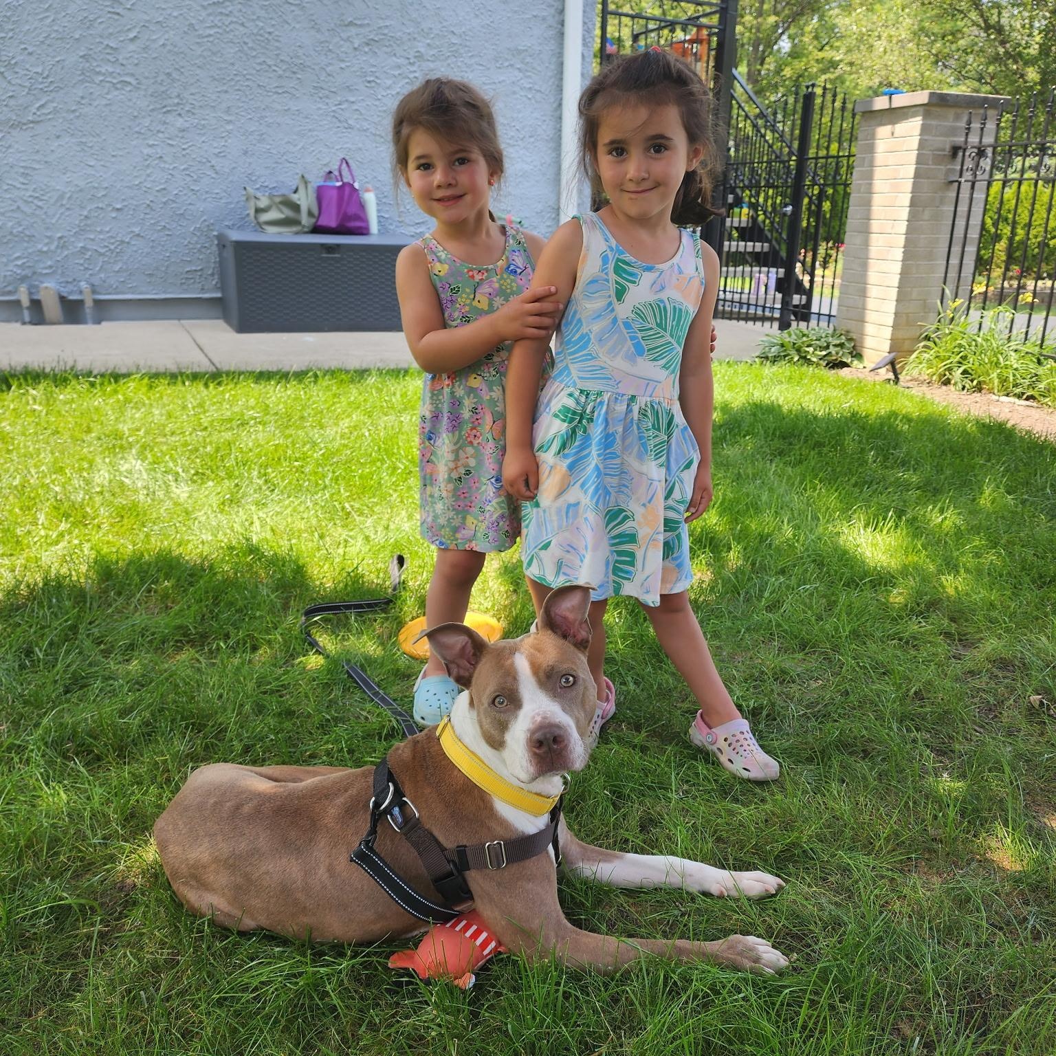 Rosie, Adult Female Pit Bull Terrier