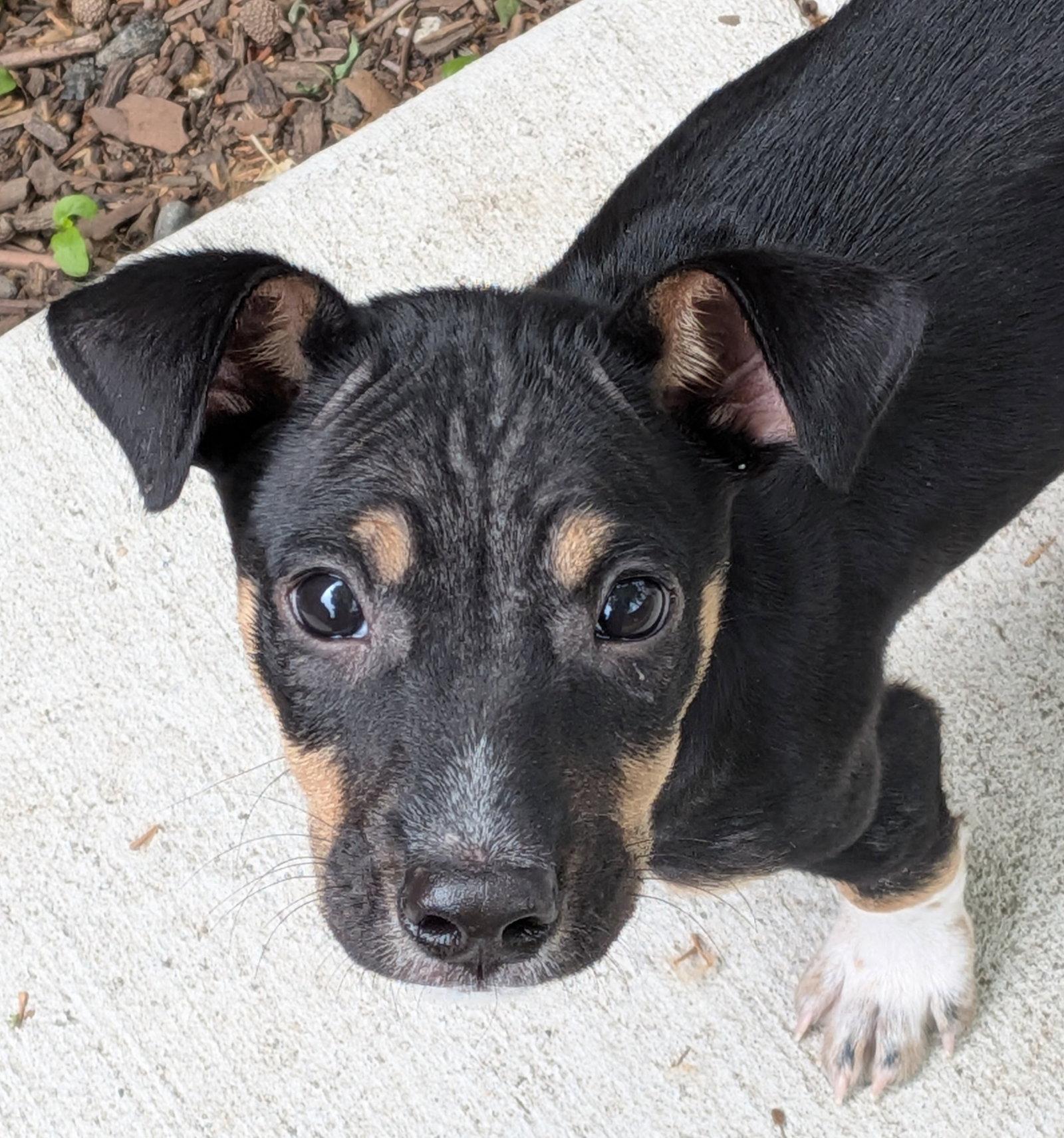 Jake, a Adoptable Rat Terrier in Blackwood, NJ image 1/3