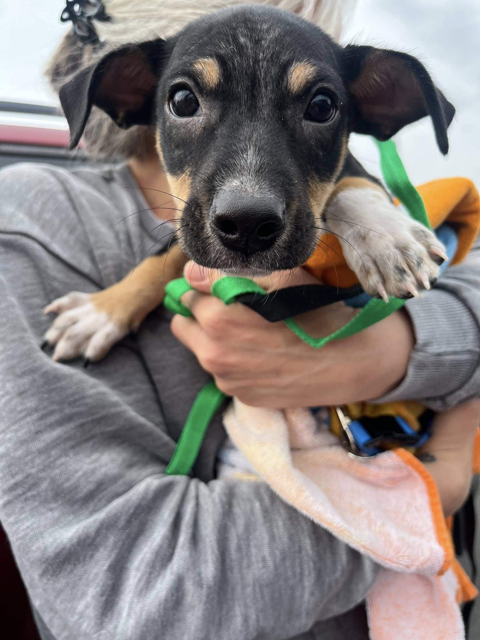 Jake, a Adoptable Rat Terrier in Blackwood, NJ image 2/3