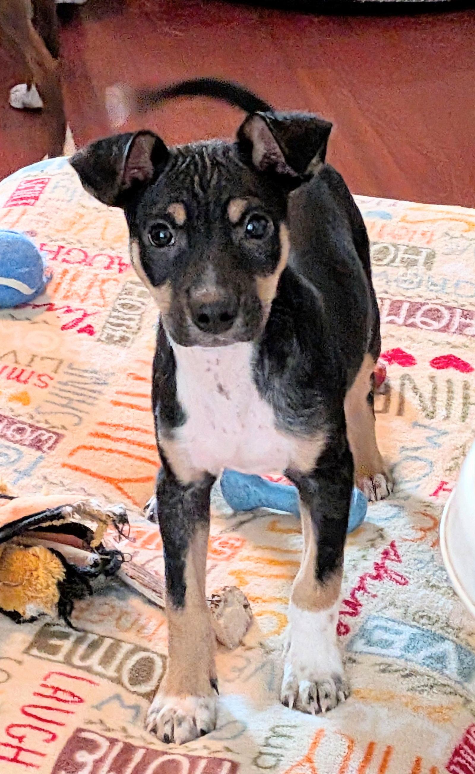 Jake, a Adoptable Rat Terrier in Blackwood, NJ image 3/3