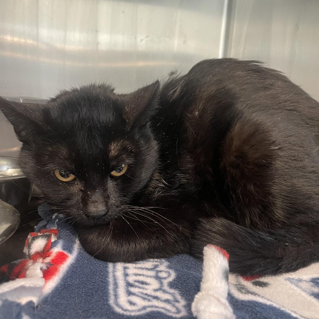 Enlarge Forest, a Adoptable Domestic Short Hair in West Des Moines, IA image 1/2