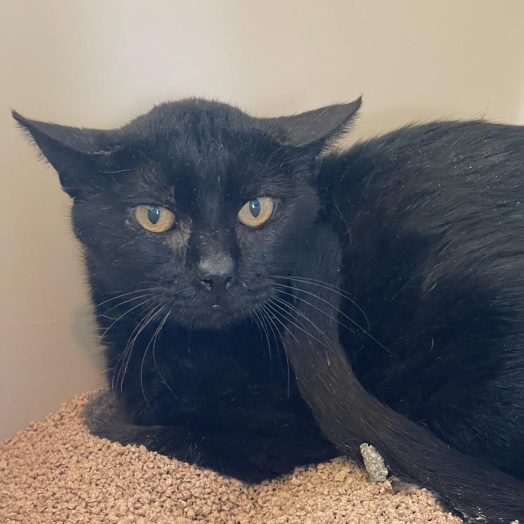 Enlarge Forest, a Adoptable Domestic Short Hair in West Des Moines, IA image 2/2