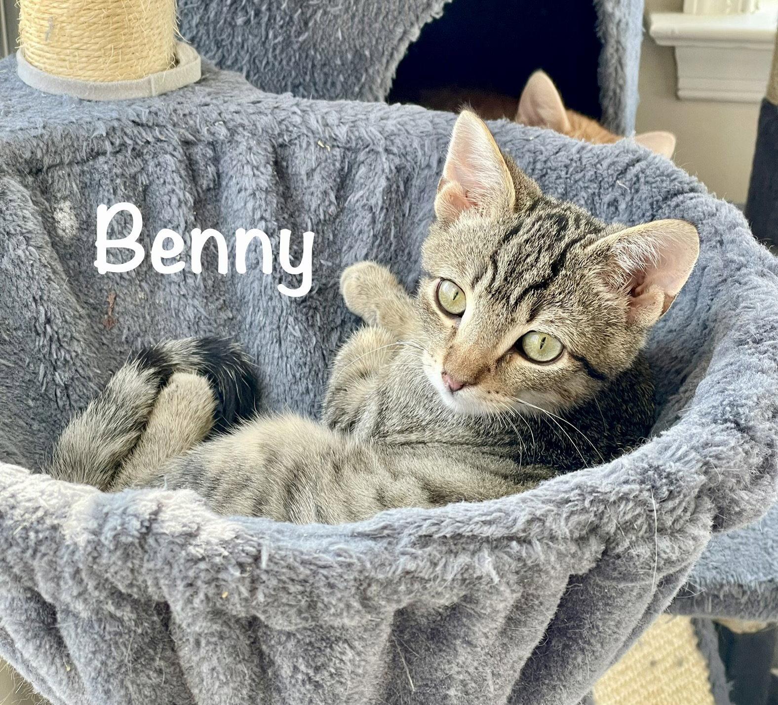 Benny, a Adoptable Domestic Short Hair in Reston, VA image 1/3