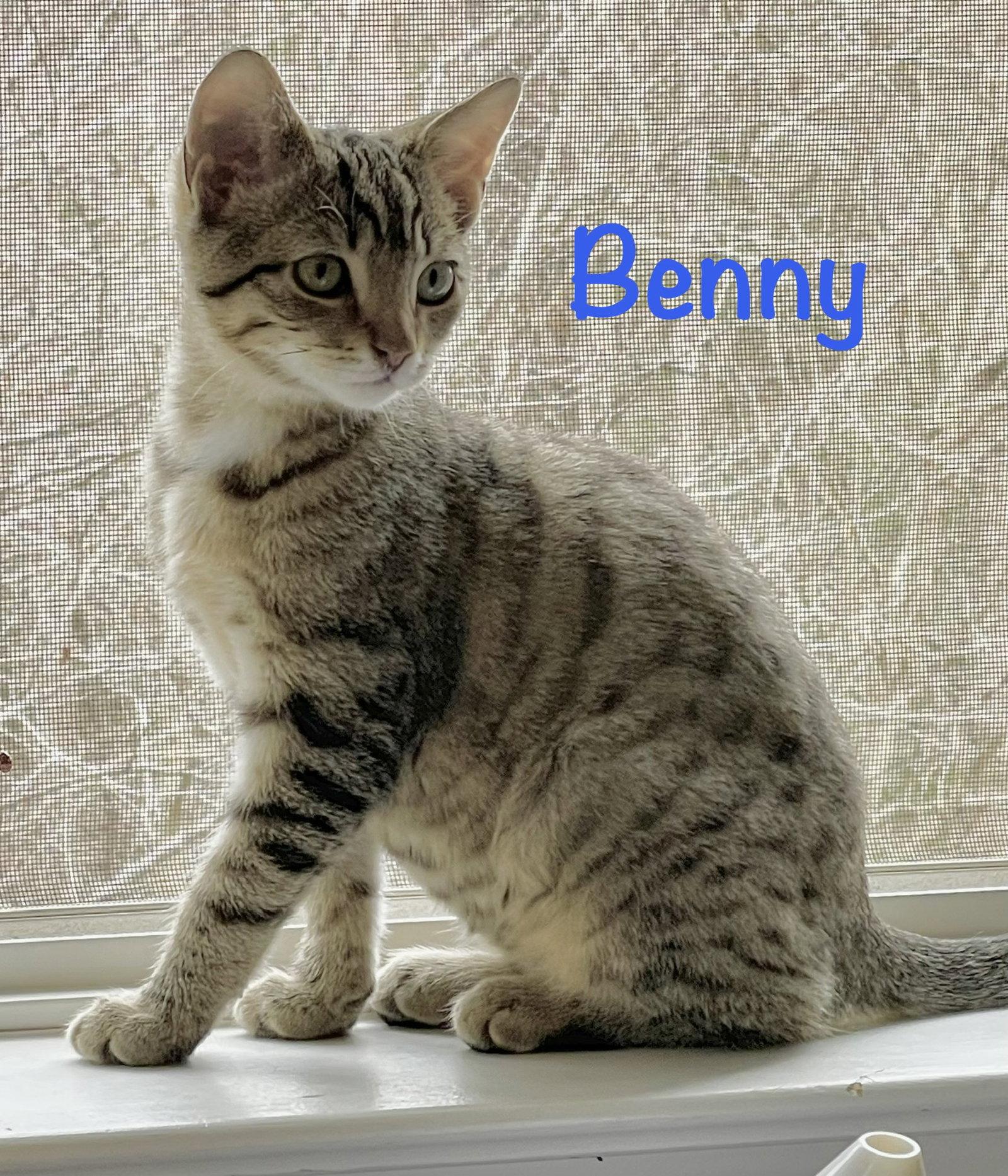 Benny, a Adoptable Domestic Short Hair in Reston, VA image 2/3