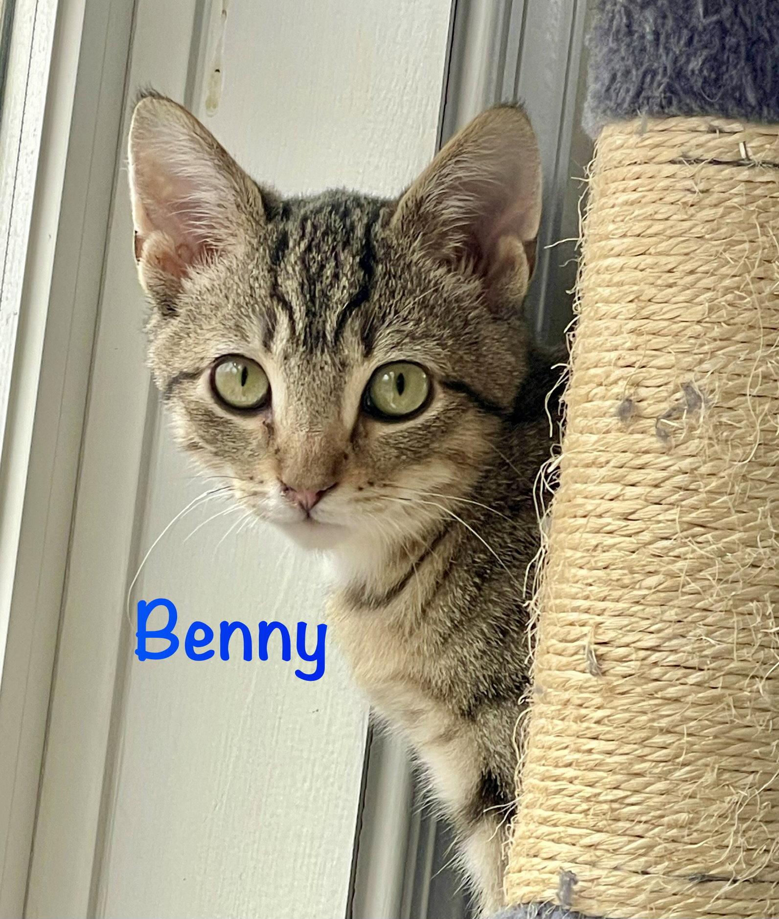 Benny, a Adoptable Domestic Short Hair in Reston, VA image 3/3