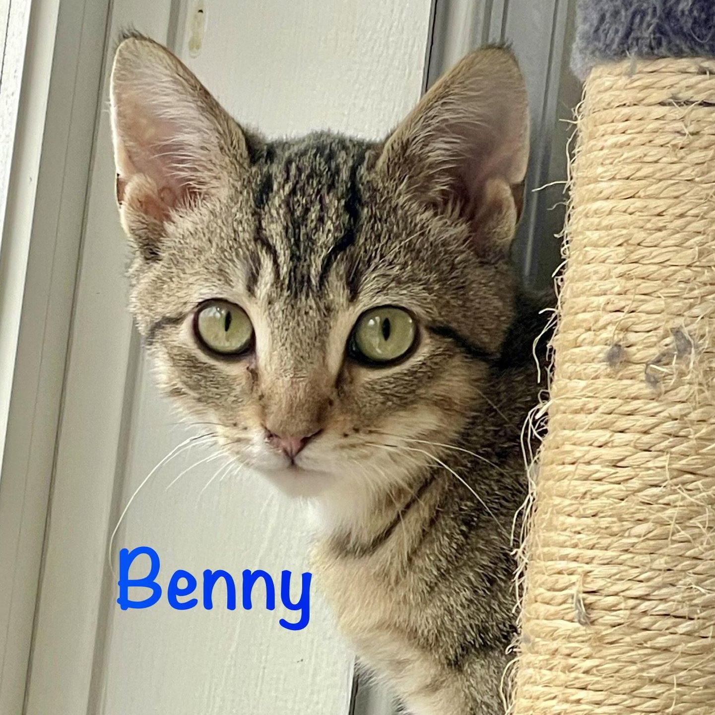 Enlarge Benny, a Adopted Domestic Short Hair in Reston, VA image 1/3