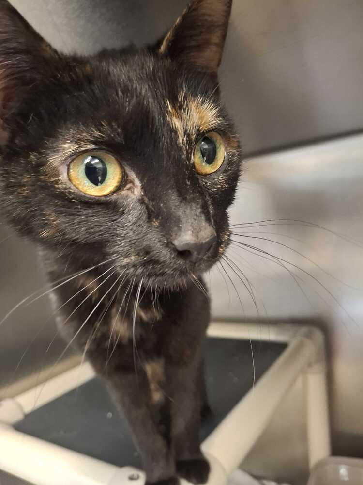 Thalia, Adoptable, Adult Female Domestic Short Hair.
