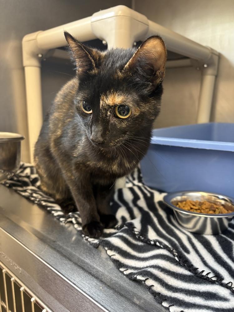 Enlarge Thalia, a Adoptable Domestic Short Hair in Bowling Green, OH image 2/3