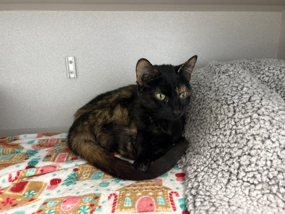 Enlarge Thalia, a Adoptable Domestic Short Hair in Bowling Green, OH image 3/3