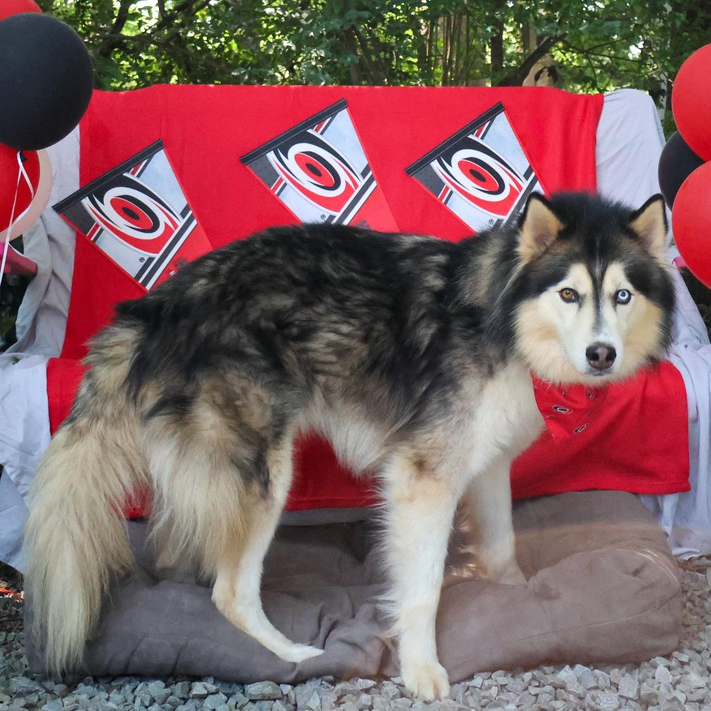 Dalton, Adoptable, Adult Male Siberian Husky & Alaskan Malamute.