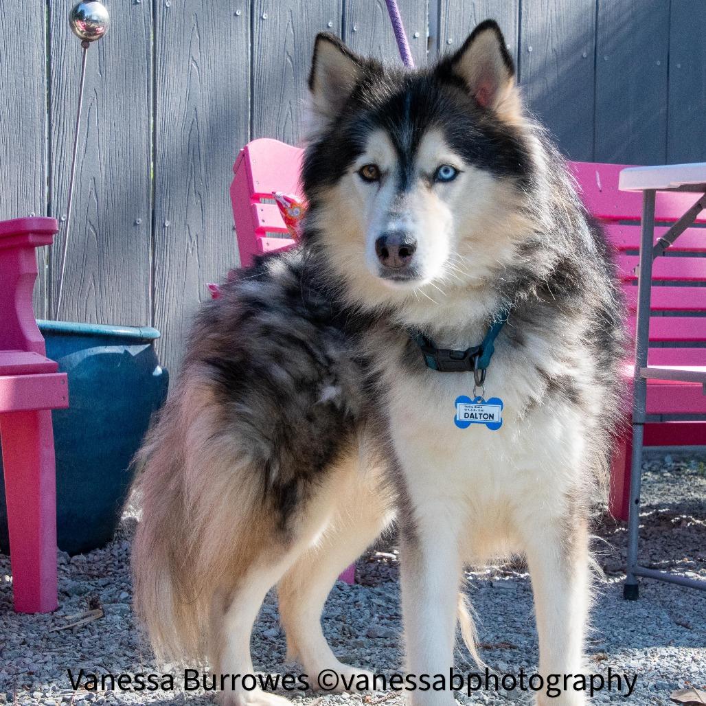 Dalton, Adoptable, Adult Male Siberian Husky & Alaskan Malamute.