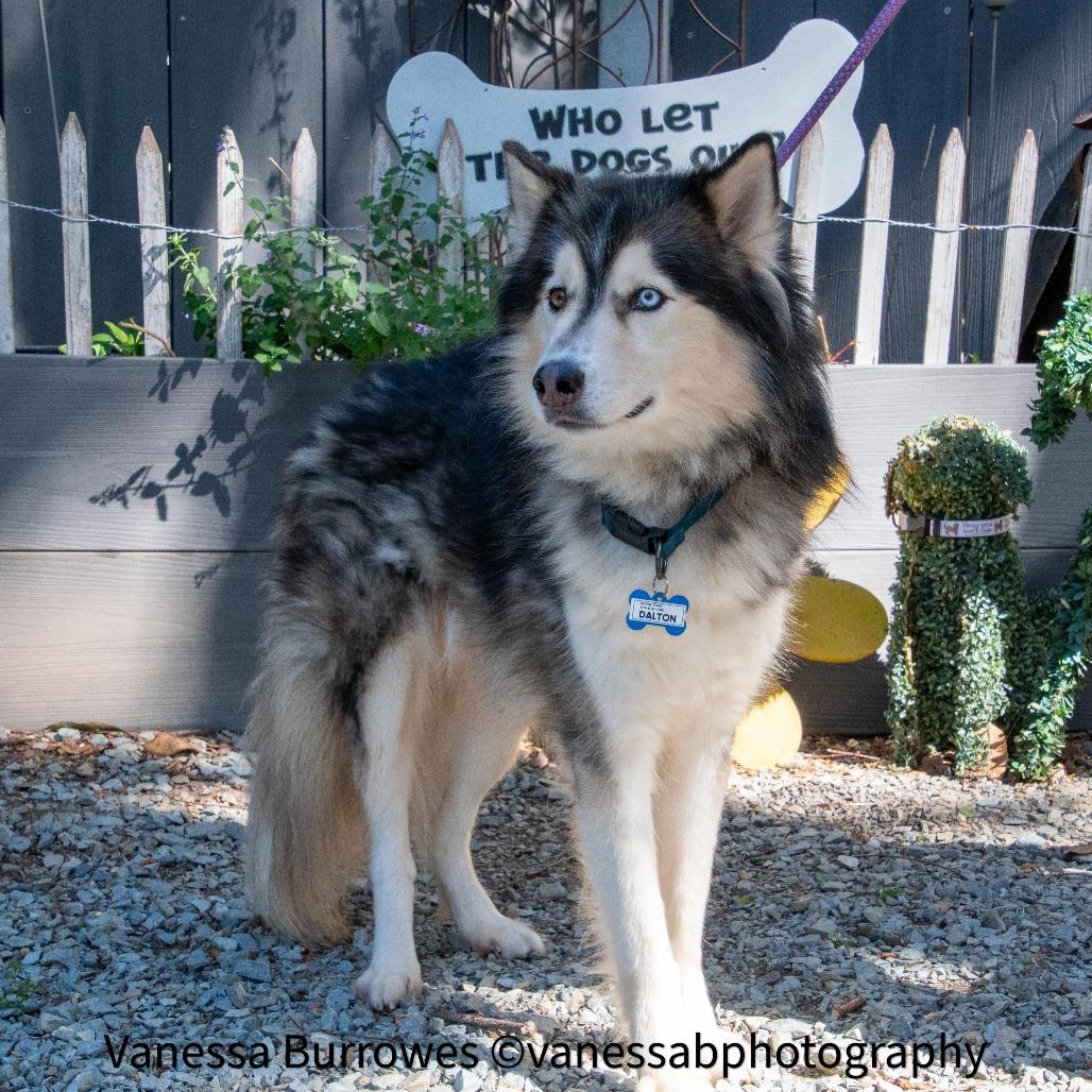 Enlarge Dalton, a Adoptable mixed breed in Wake Forest, NC image 2/6