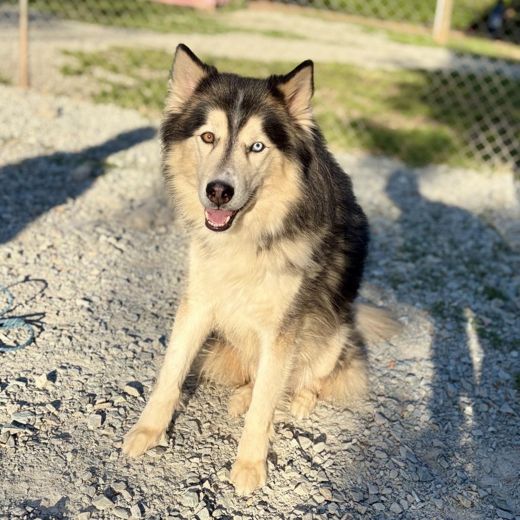 Enlarge Dalton, a Adoptable mixed breed in Wake Forest, NC image 3/6