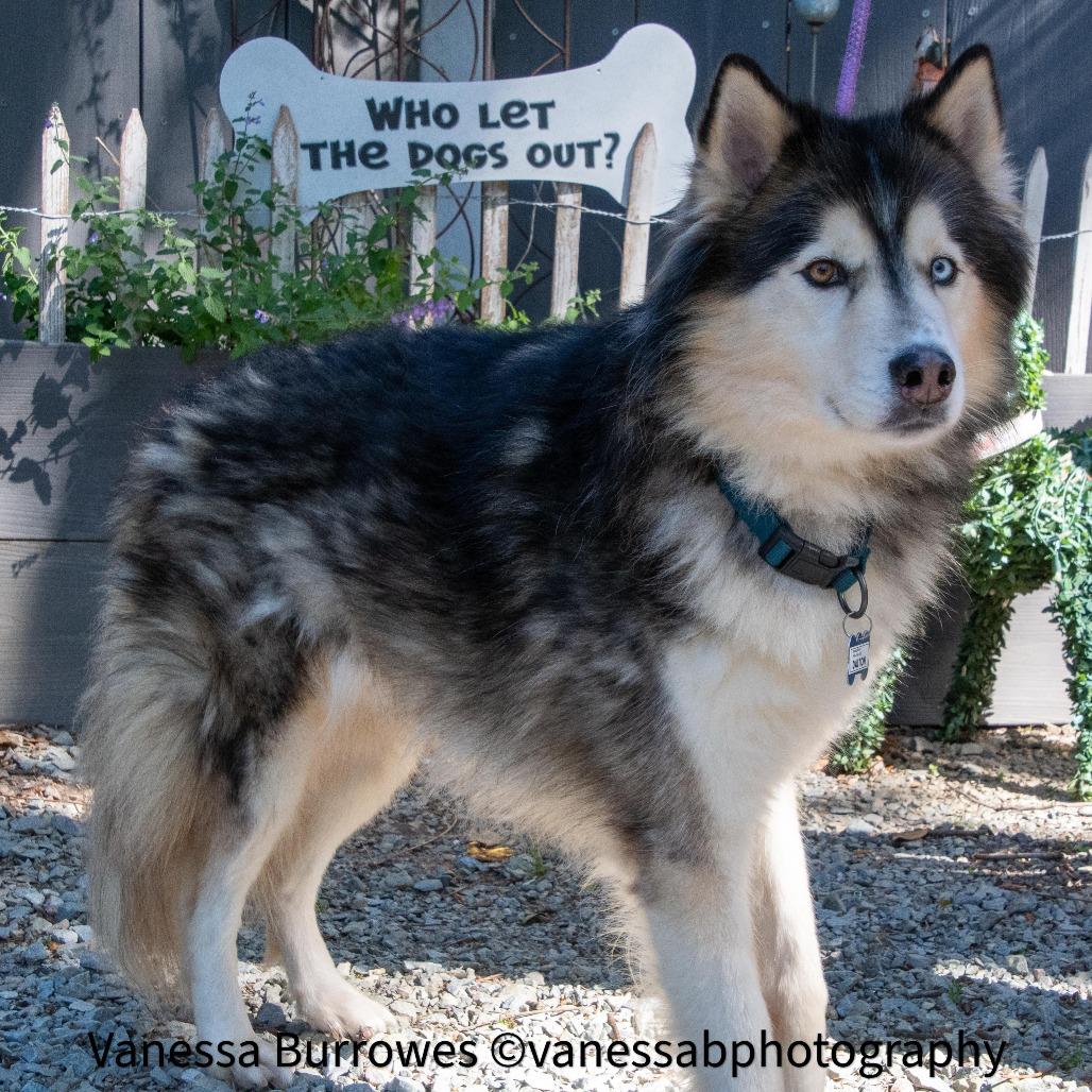 Enlarge Dalton, a Adoptable mixed breed in Wake Forest, NC image 4/6