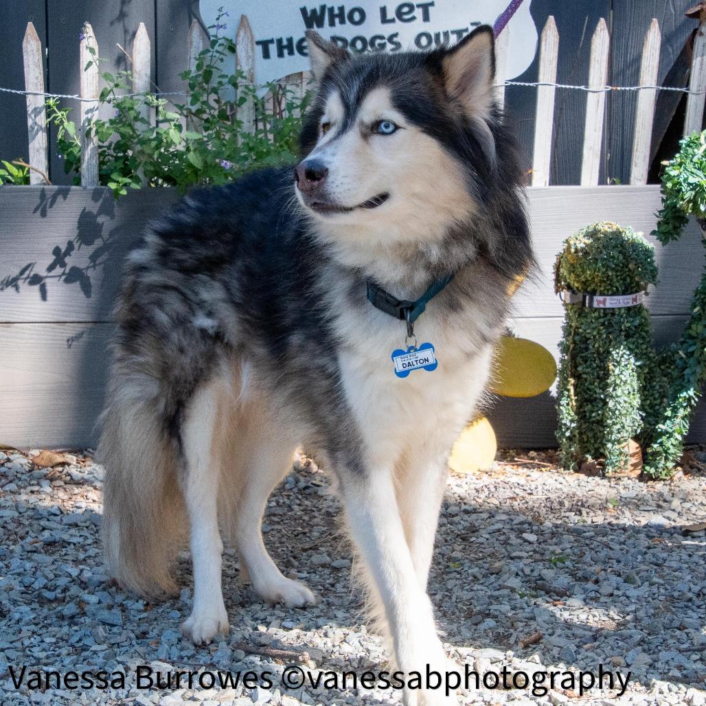 Enlarge Dalton, a Adoptable mixed breed in Wake Forest, NC image 5/6
