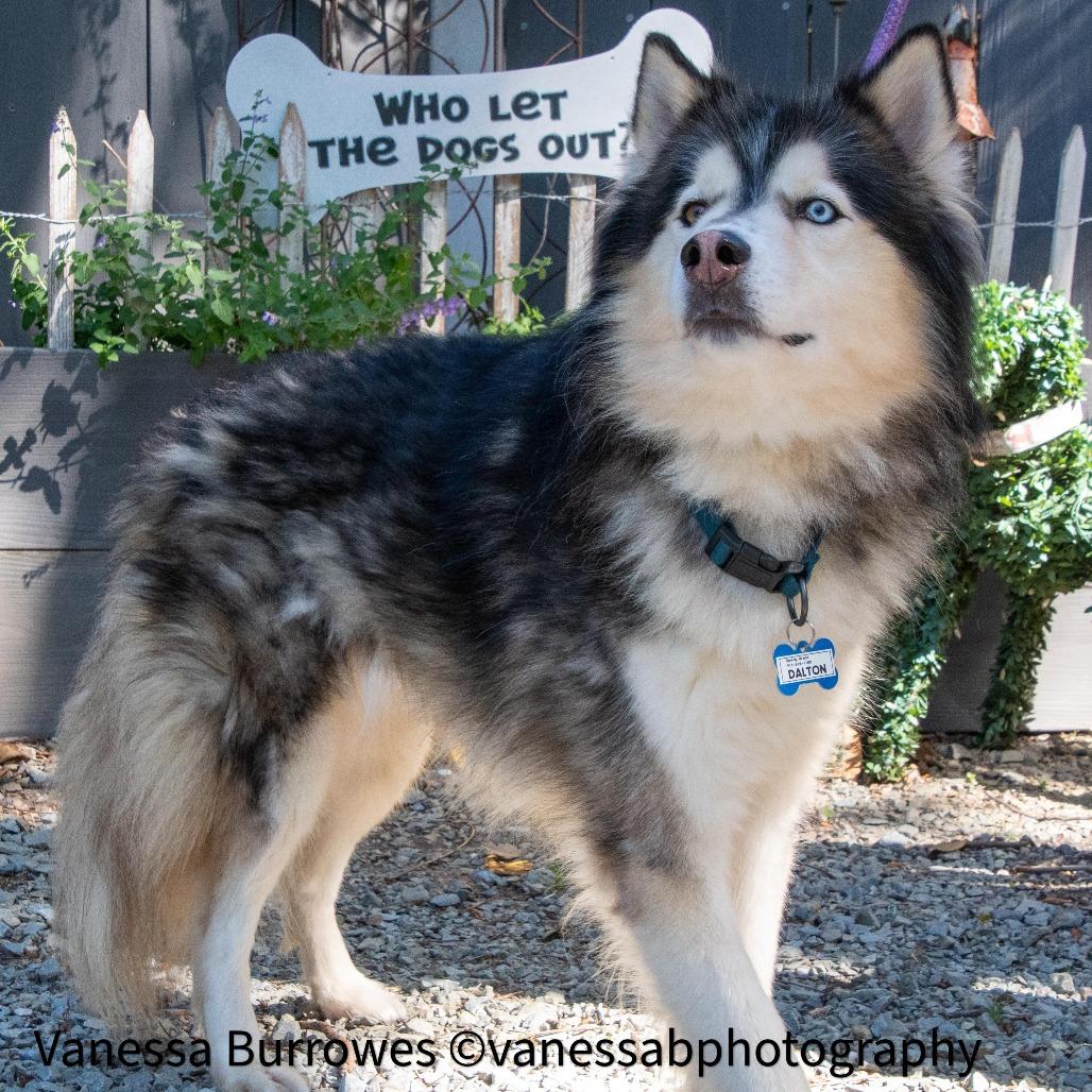 Enlarge Dalton, a Adoptable mixed breed in Wake Forest, NC image 6/6