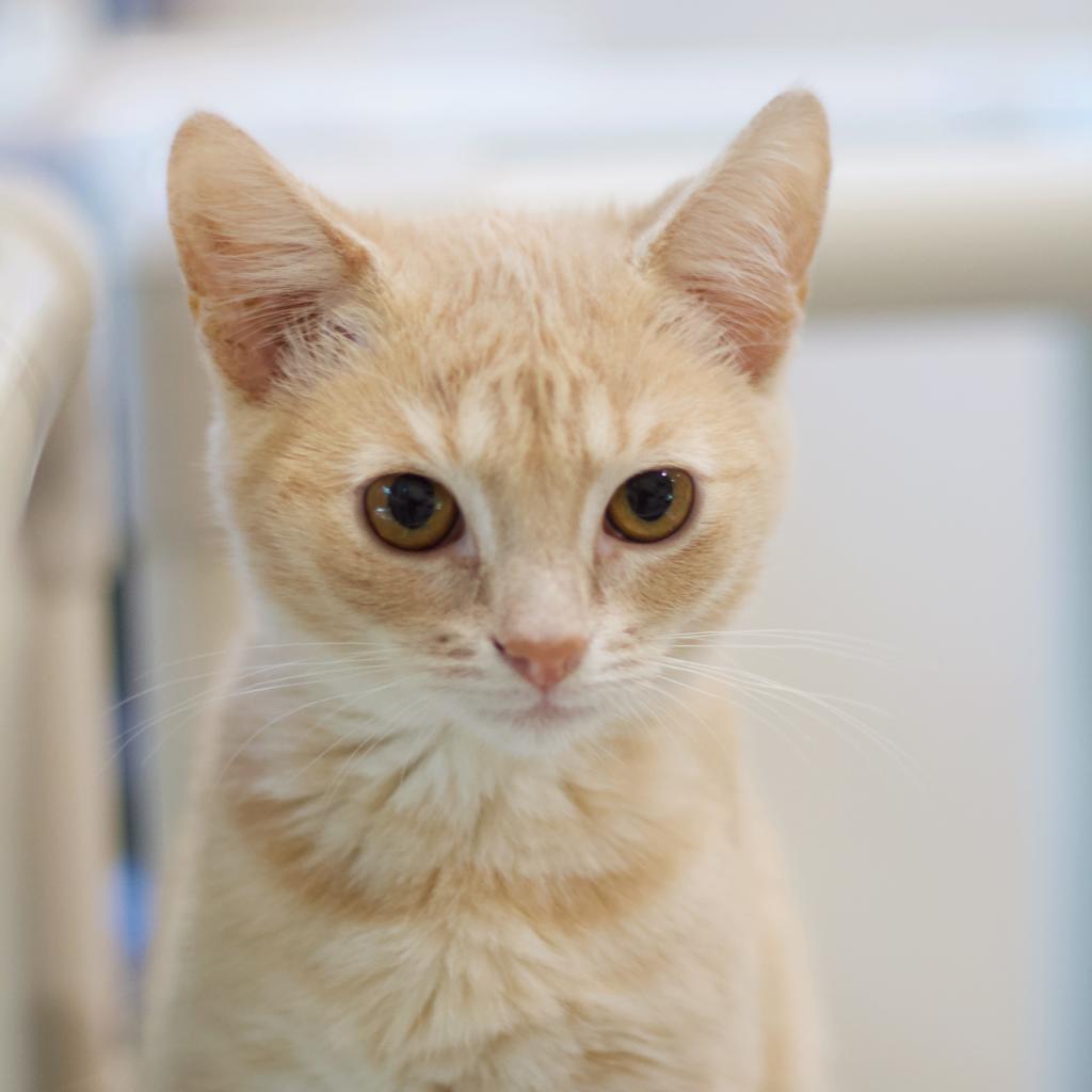 Toast — thumbnail 2