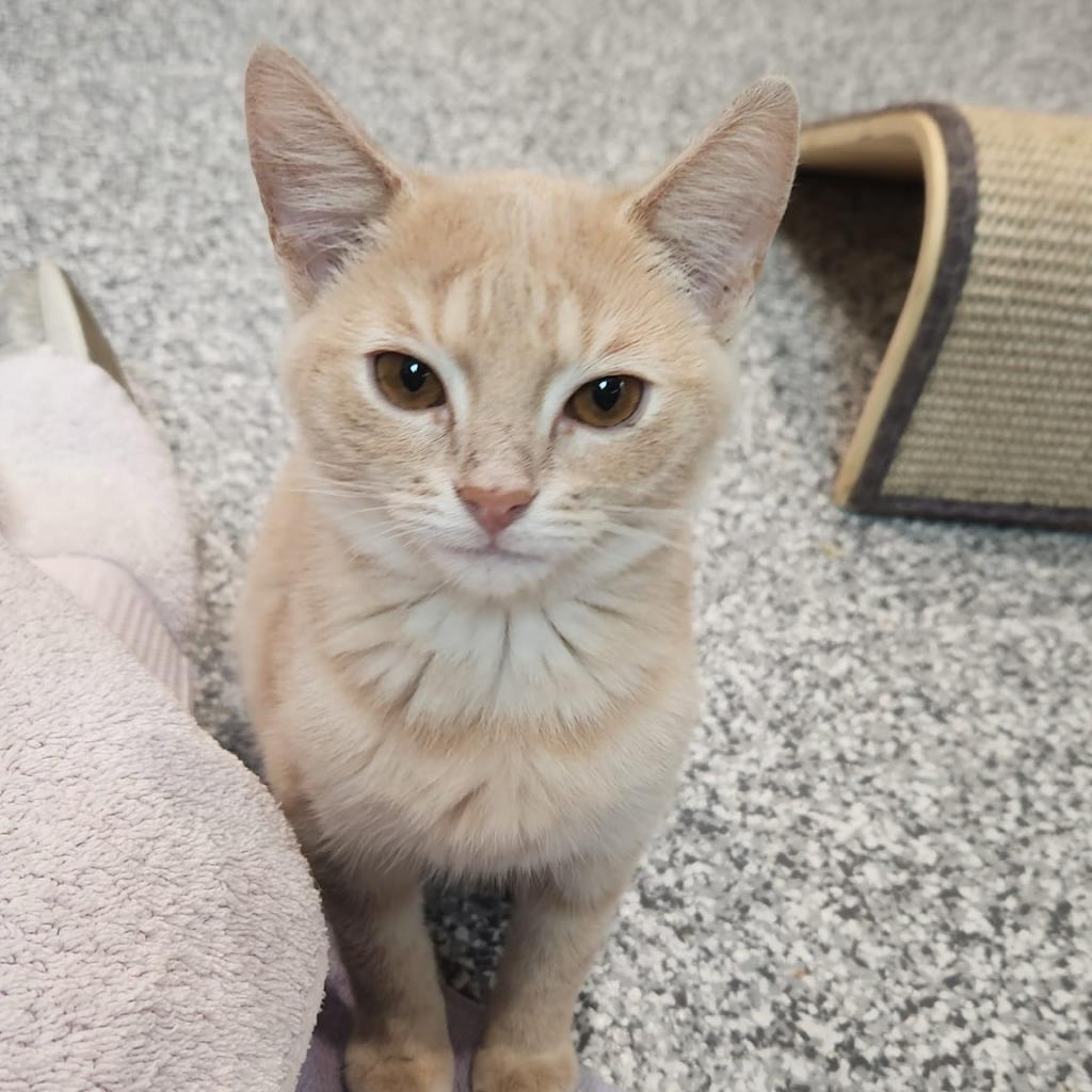 Toast — thumbnail 3