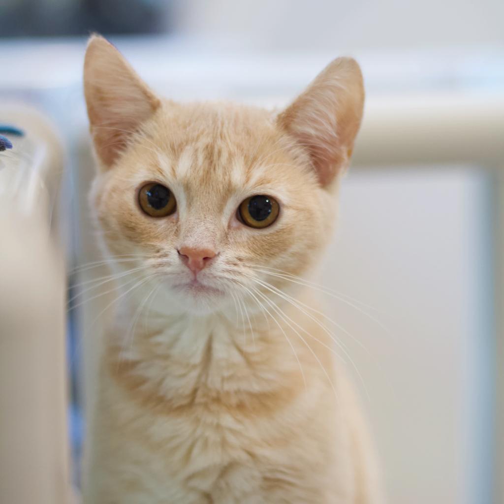 Toast — thumbnail 5