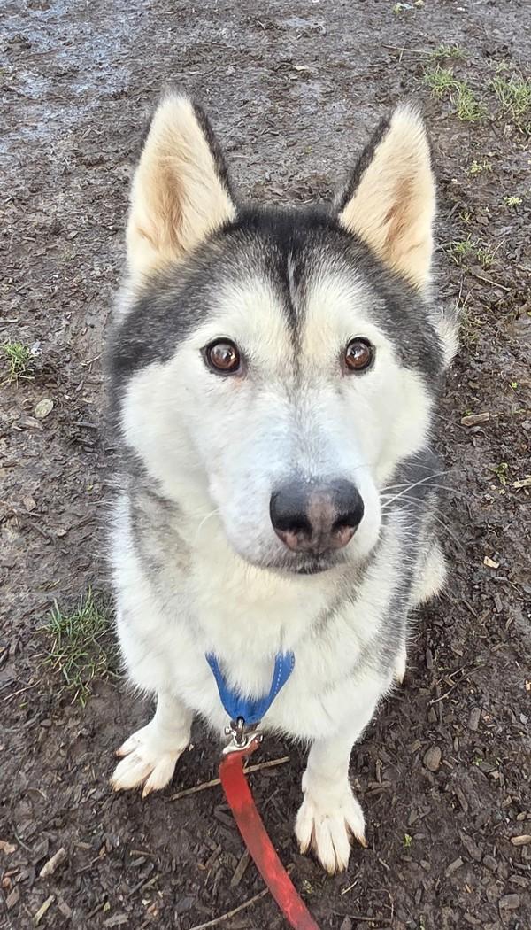 Enlarge Nattie, a Adoptable mixed breed in Salem, OR image 1/3