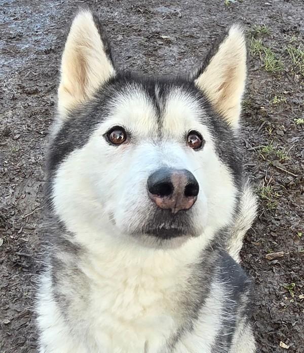 Enlarge Nattie, a Adoptable mixed breed in Salem, OR image 2/3