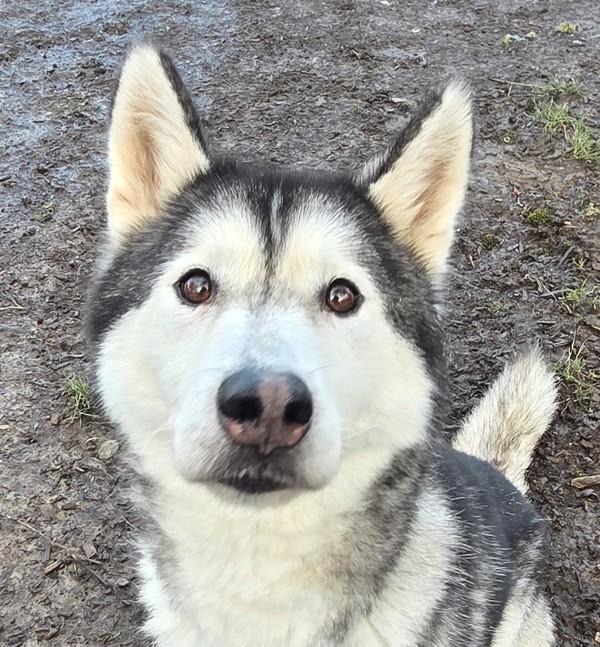 Enlarge Nattie, a Adoptable mixed breed in Salem, OR image 3/3