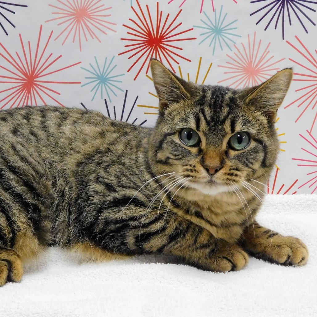 Winona, Adoptable, Adult Female Domestic Short Hair.