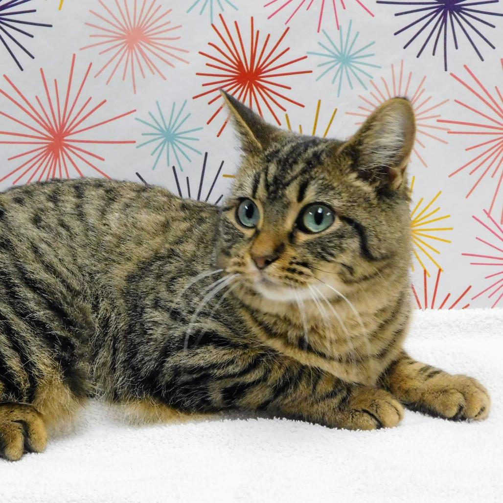Enlarge Winona, a Adoptable Domestic Short Hair in Canton, IL image 3/6
