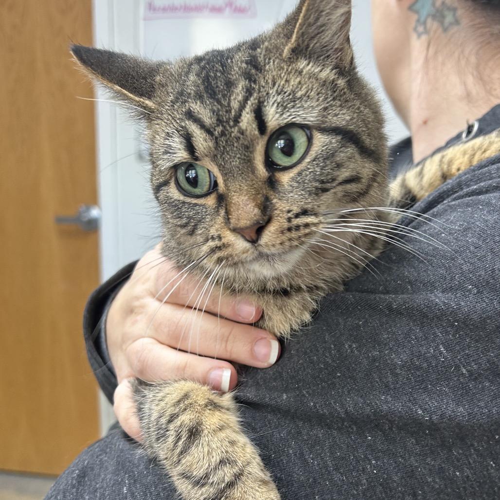 Enlarge Winona, a Adoptable Domestic Short Hair in Canton, IL image 5/6