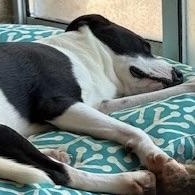 Enlarge charlotte, a Adoptable mixed breed in Norwalk, CT image 6/6