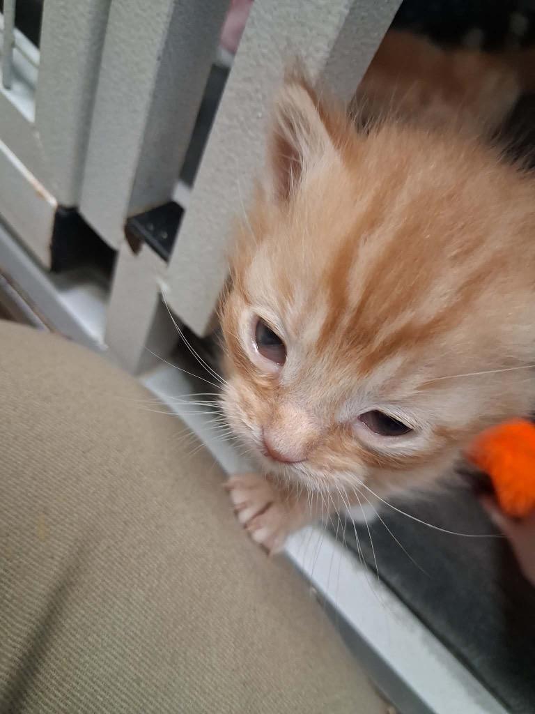 Macaroni, Adoptable, Kitten Male Domestic Short Hair.