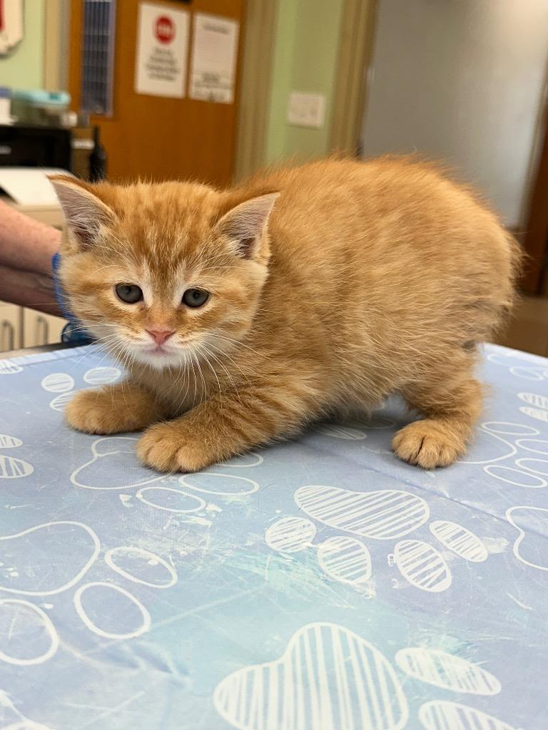 Enlarge Macaroni, a Adoptable mixed breed in Waverly, NY image 2/2