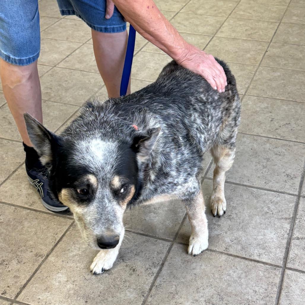 Camo, Adoptable, Senior Male Australian Cattle Dog / Blue Heeler.