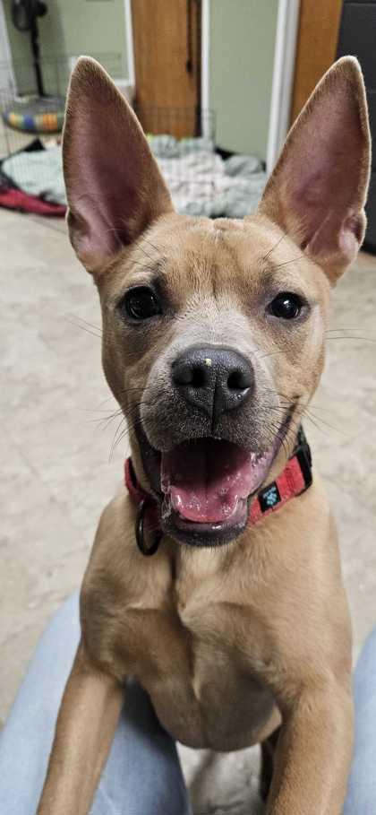 Enlarge Eleven, a Adoptable mixed breed in Chicago, IL image 1/1