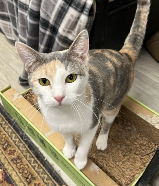 FALINE, a Adoptable Dilute Calico in Lake Ozark, MO image 1/7