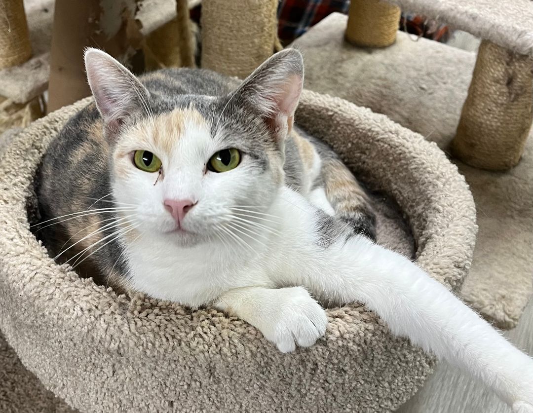 FALINE, a Adoptable Dilute Calico in Lake Ozark, MO image 2/7