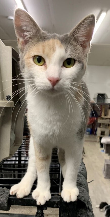 FALINE, a Adoptable Dilute Calico in Lake Ozark, MO image 3/7